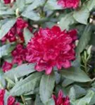 Rhododendron-Hybr.'Hachm.Feuerschein' -R- - Rhododendron Hybr.'Hachm.Feuerschein' -R- III