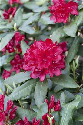 Rhododendron-Hybr.'Hachm.Feuerschein' -R- - Rhododendron Hybr.'Hachm.Feuerschein' -R- III