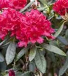 Rhododendron-Hybr.'Hachm.Feuerschein' -R- - Rhododendron Hybr.'Hachm.Feuerschein' -R- III