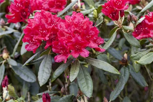 Rhododendron-Hybr.'Hachm.Feuerschein' -R- - Rhododendron Hybr.'Hachm.Feuerschein' -R- III