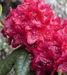 Rhododendron-Hybr.'Hachm.Feuerschein' -R- - Rhododendron Hybr.'Hachm.Feuerschein' -R- III