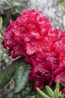 Rhododendron-Hybr.'Hachm.Feuerschein' -R- - Rhododendron Hybr.'Hachm.Feuerschein' -R- III