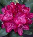 Rhododendron-Hybr.'Hachm.Feuerschein' -R- - Rhododendron Hybr.'Hachm.Feuerschein' -R- III