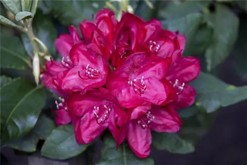 Rhododendron-Hybr.'Hachm.Feuerschein' -R- - Rhododendron Hybr.'Hachm.Feuerschein' -R- III