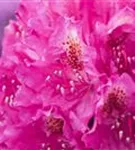 Rhododendron-Hybr.'Hachm.Feuerschein' -R- - Rhododendron Hybr.'Hachm.Feuerschein' -R- III