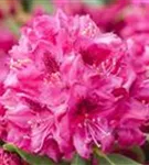 Rhododendron-Hybr.'Hachm.Feuerschein' -R- - Rhododendron Hybr.'Hachm.Feuerschein' -R- III