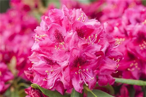 Rhododendron-Hybr.'Hachm.Feuerschein' -R- - Rhododendron Hybr.'Hachm.Feuerschein' -R- III