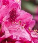 Rhododendron-Hybr.'Hachm.Feuerschein' -R- - Rhododendron Hybr.'Hachm.Feuerschein' -R- III