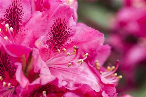 Rhododendron-Hybr.'Hachm.Feuerschein' -R- - Rhododendron Hybr.'Hachm.Feuerschein' -R- III