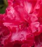 Rhododendron-Hybr.'Hachm.Feuerschein' -R- - Rhododendron Hybr.'Hachm.Feuerschein' -R- III