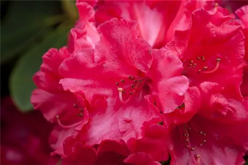 Rhododendron-Hybr.'Hachm.Feuerschein' -R- - Rhododendron Hybr.'Hachm.Feuerschein' -R- III