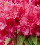 Rhododendron-Hybr.'Hachm.Feuerschein' -R- - Rhododendron Hybr.'Hachm.Feuerschein' -R- III