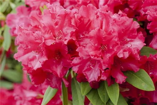 Rhododendron-Hybr.'Hachm.Feuerschein' -R- - Rhododendron Hybr.'Hachm.Feuerschein' -R- III