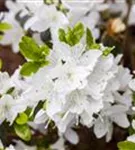 Japanische Azalee 'Kermesina Alba' - Rhododendron obt.'Kermesina Alba' III