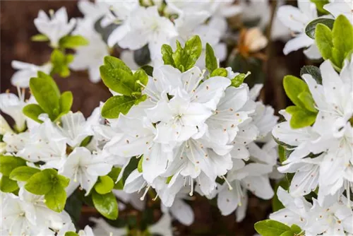 Japanische Azalee 'Kermesina Alba' - Rhododendron obt.'Kermesina Alba' III