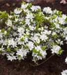 Japanische Azalee 'Kermesina Alba' - Rhododendron obt.'Kermesina Alba' III