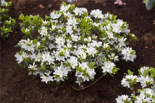 Japanische Azalee 'Kermesina Alba' - Rhododendron obt.'Kermesina Alba' III