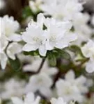 Japanische Azalee 'Kermesina Alba' - Rhododendron obt.'Kermesina Alba' III