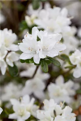 Japanische Azalee 'Kermesina Alba' - Rhododendron obt.'Kermesina Alba' III