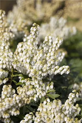 Schattenglöckchen 'Debutante' - Pieris japonica 'Debutante'