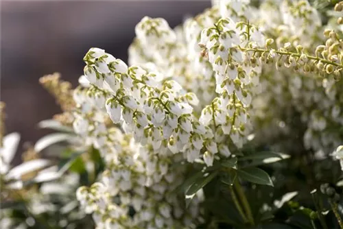 Schattenglöckchen 'Debutante' - Pieris japonica 'Debutante'