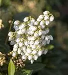 Schattenglöckchen 'Debutante' - Pieris japonica 'Debutante'