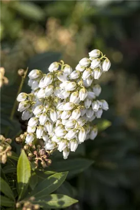 Schattenglöckchen 'Debutante' - Pieris japonica 'Debutante'