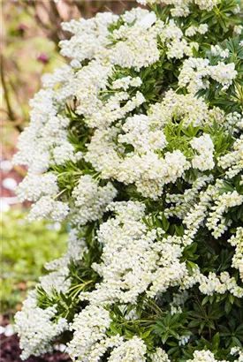 Schattenglöckchen 'Debutante' - Pieris japonica 'Debutante'