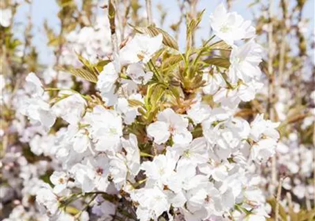 Prunus serrulata 'Amanogawa' CAC - Japan.Säulenkirsche