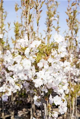 Japan.Säulenkirsche - Prunus serrulata 'Amanogawa' CAC