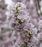 Japan.Säulenkirsche - Prunus serrulata 'Amanogawa' CAC