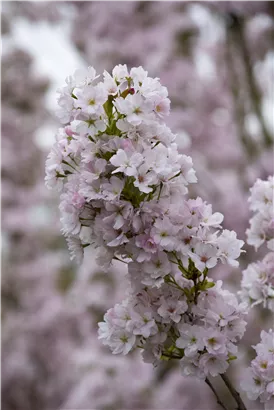 Japan.Säulenkirsche - Prunus serrulata 'Amanogawa' CAC