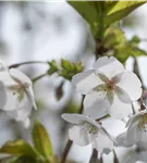 Japan.Säulenkirsche - Prunus serrulata 'Amanogawa' CAC