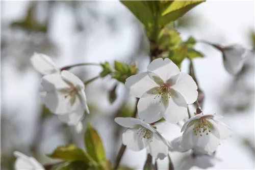 Japan.Säulenkirsche - Prunus serrulata 'Amanogawa' CAC