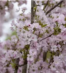 Japan.Säulenkirsche - Prunus serrulata 'Amanogawa' CAC