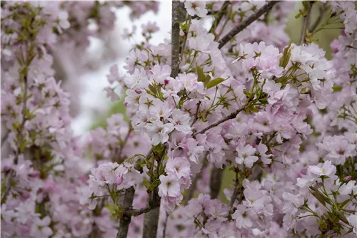 Japan.Säulenkirsche - Prunus serrulata 'Amanogawa' CAC