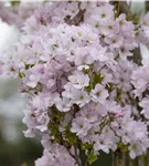 Japan.Säulenkirsche - Prunus serrulata 'Amanogawa' CAC