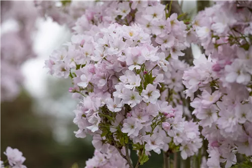 Japan.Säulenkirsche - Prunus serrulata 'Amanogawa' CAC