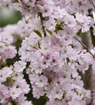 Japan.Säulenkirsche - Prunus serrulata 'Amanogawa' CAC