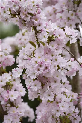 Japan.Säulenkirsche - Prunus serrulata 'Amanogawa' CAC