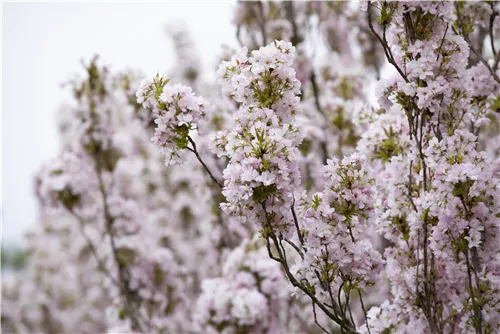 Japan.Säulenkirsche - Prunus serrulata 'Amanogawa' CAC