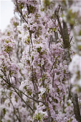 Japan.Säulenkirsche - Prunus serrulata 'Amanogawa' CAC