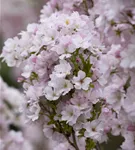 Japan.Säulenkirsche - Prunus serrulata 'Amanogawa' CAC