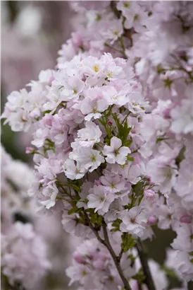 Japan.Säulenkirsche - Prunus serrulata 'Amanogawa' CAC