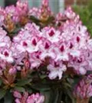 Rhododendron-Hybride 'Hachmann's Charmant'-R- - Rhododendron Hybr.'Hachmann's Charmant'-R- IV