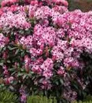 Rhododendron-Hybride 'Hachmann's Charmant'-R- - Rhododendron Hybr.'Hachmann's Charmant'-R- IV