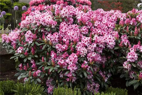 Rhododendron-Hybride 'Hachmann's Charmant'-R- - Rhododendron Hybr.'Hachmann's Charmant'-R- IV