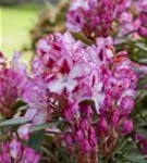 Rhododendron-Hybride 'Hachmann's Charmant'-R- - Rhododendron Hybr.'Hachmann's Charmant'-R- IV