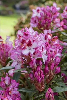 Rhododendron-Hybride 'Hachmann's Charmant'-R- - Rhododendron Hybr.'Hachmann's Charmant'-R- IV