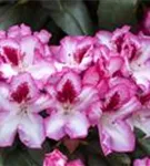 Rhododendron-Hybride 'Hachmann's Charmant'-R- - Rhododendron Hybr.'Hachmann's Charmant'-R- IV